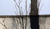 pablo-s-herrero | tree | salamanca | spain (27 votes)
