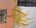 diatesis | canarias | spain (16 votes)