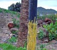 diatesis | canarias | spain (16 votes)