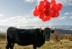 spy | toro | red | spain (50 votes)
