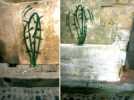 cactus | toulouse