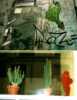 cactus | toulouse