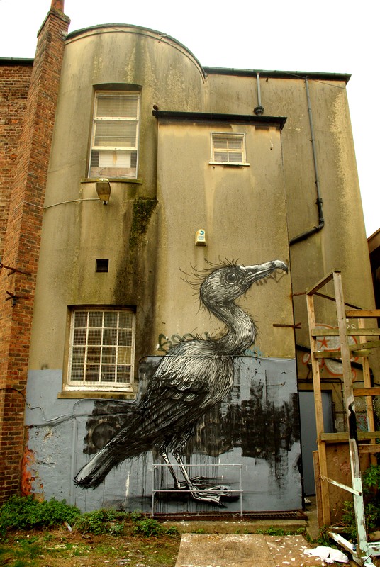 roa | brighton | bird | ukingdom