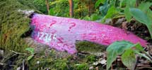 mag1c | bristol | pink | tree | ukingdom (3 votes)