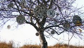 m-h | kolomyja | tree | ukraine (20 votes)