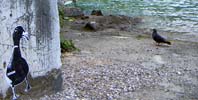 zoobus | montreux | swiss | various (4 votes)