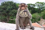 busk | cmod | monkey | various (23 votes)