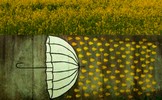 illuzm | slovakia | yellow | various (35 votes)