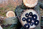 illuzm | tree | slovakia | various (20 votes)