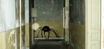 mako | slovakia | spider | various (39 votes)