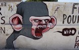 muro | monkey | senegal | various (28 votes)