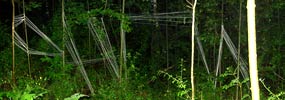 ohm | tree | austria | various (34 votes)