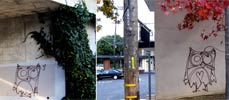 owl | unknown | bird | oakland | usa | various (1 vote)