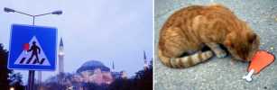 steon | cat | sofia | bulgaria | balkans (25 votes)