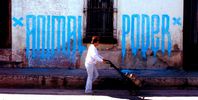 stinkfish | guatemalacity | guatemala | blue | various (19 votes)