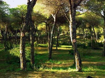  mesa tree spain