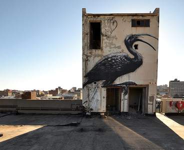  roa bird johannesburg south-africa africa