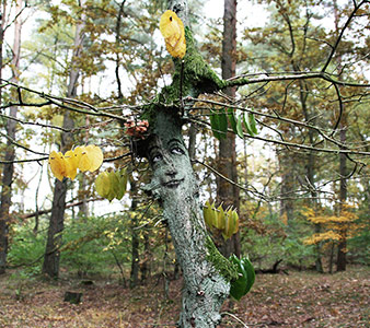 germany tree zonenkinder contextual-face fall15