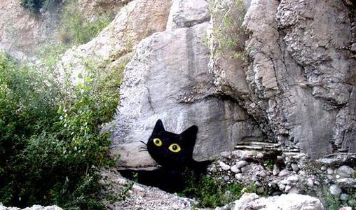  sqon black cat italy