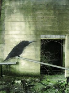  roa bird belgium