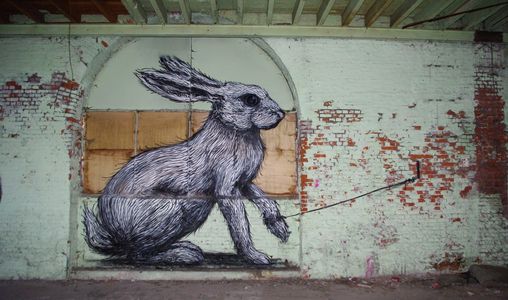  roa rabbit gent belgium