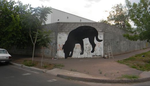  gaucholadri dog black valparaiso chile