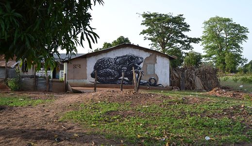  roa frog gambia africa