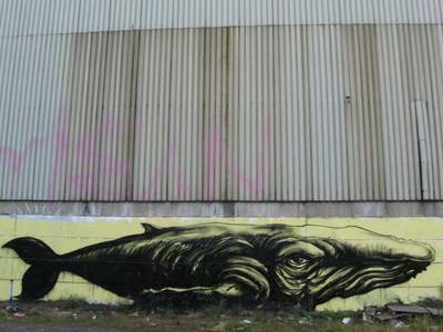  roa whale belgium