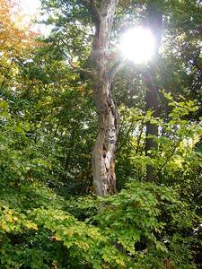  zonenkinder tree germany