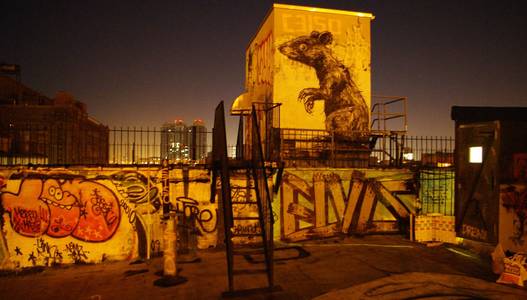  roa night rat nyc