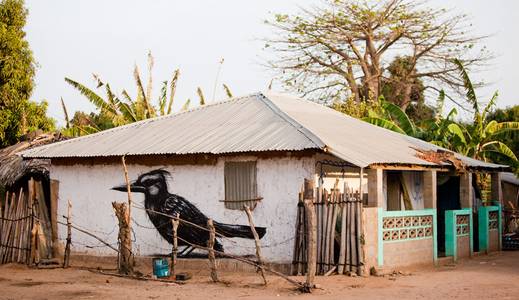  roa gambia bird africa various