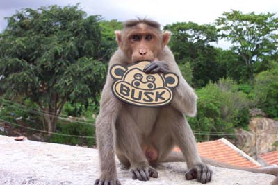  busk cmod monkey various