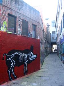  roa pig belgium