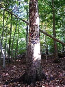  zonenkinder tree germany