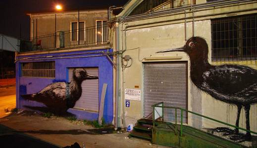  roa bird night ancona italy