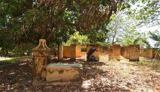  roa gambia bird africa