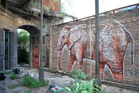  jaz elephant buenosaires argentina south-america