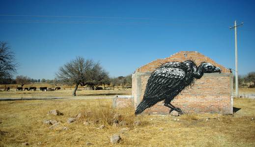  roa bird mexico