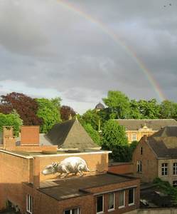  roa rat rainbow belgium