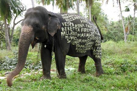  filippo-minelli elephant srilanka asia