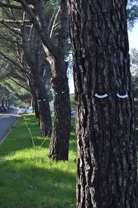  zorb tree contextual-face marseille france