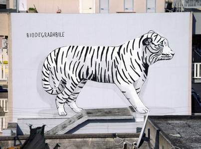  escif tiger italy