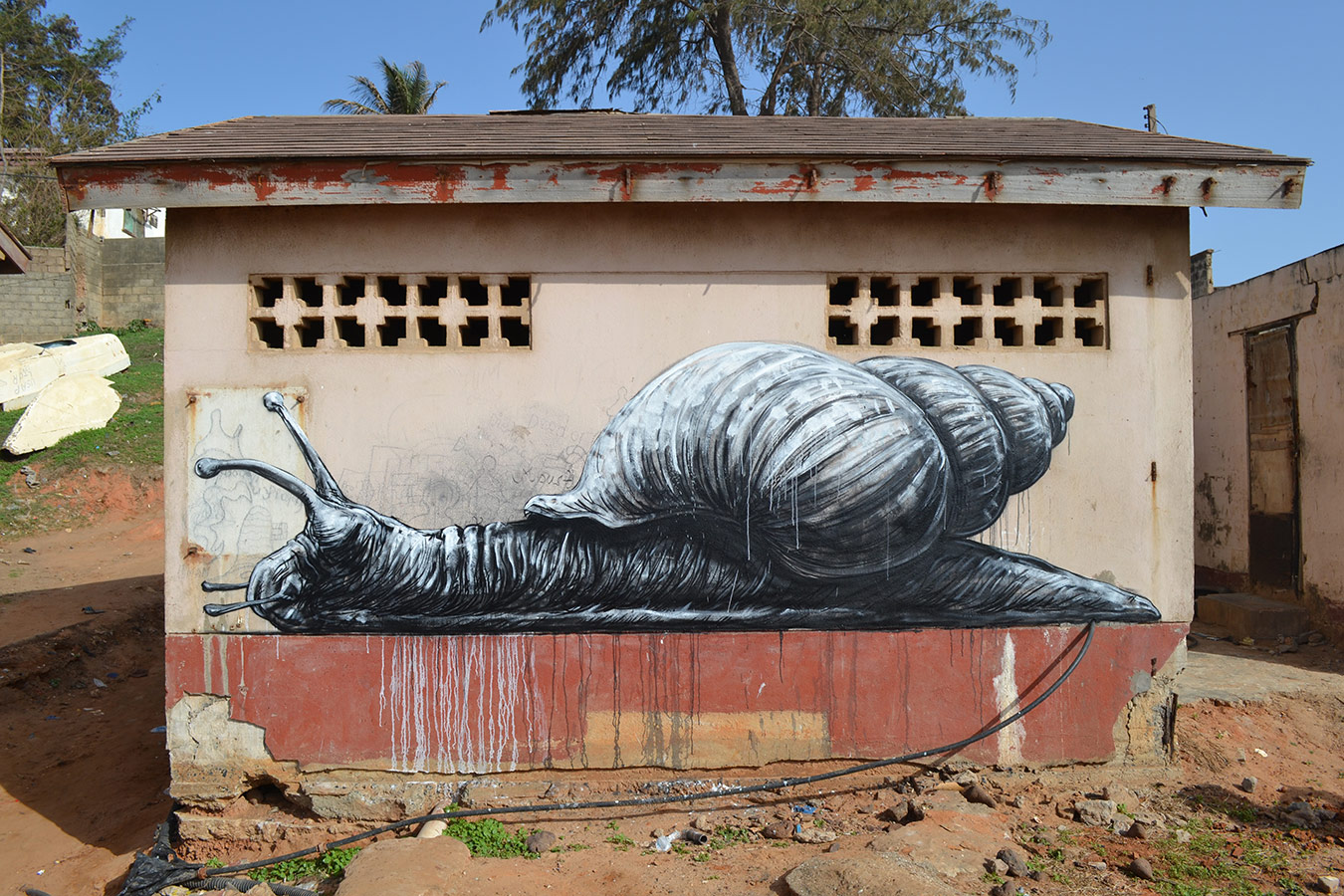 roa snail gambia africa