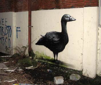  roa duck belgium