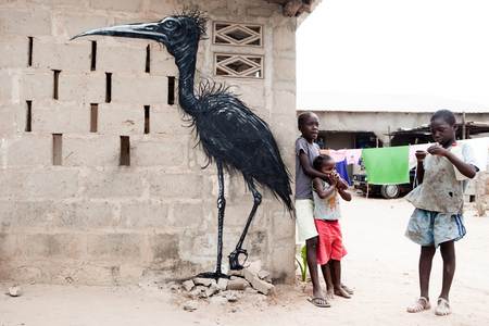  roa bird gambia africa