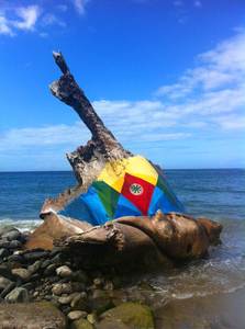 beach tree south-america venezuela flix