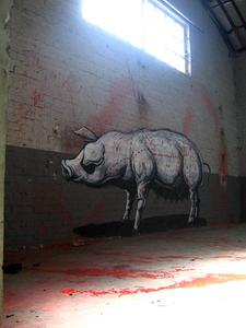  roa pig belgium