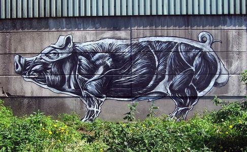  roa pig belgium