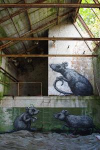  roa gent rat belgium