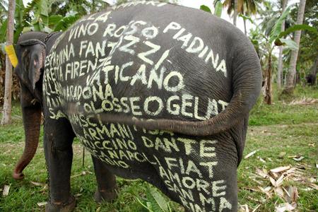  filippo-minelli elephant srilanka asia